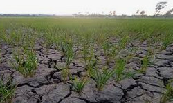 Gambar tanaman padi yang kering di sawah