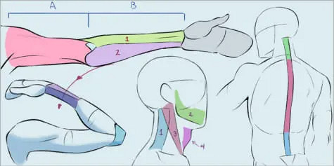 Anatomy Drawing